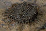 Rare Spiny Odontopleurid (Proceratocephala) Trilobite - Very Large #339966-6